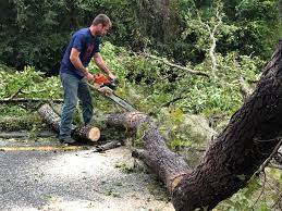 Livingston, TX Tree Services Company